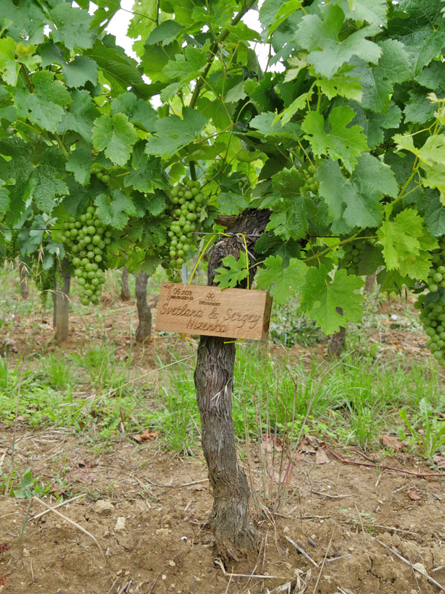 Виноградник на урожай